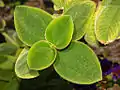 Foliage