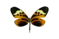 Ventral, Ecuador