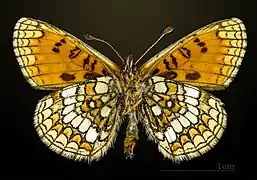 Male underside