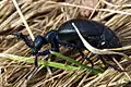 Meloe Proscarabaeus (male)