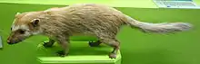 Mounted brown mustelid with green background