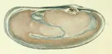 Mendes da Costa Lutraria magna