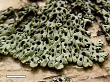 Menegazzia pertransita growing on a tree in New Zealand. Scale bar = 1 cm.