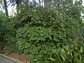 Plant of Cocculus laurifolius