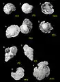Several foraminiferans replaced by silica from the Menuha Formation.