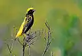 E. a. strictus breeding male, G.Hartlaub, 1857, in the Ethiopian Highlands