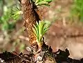 Young leaves