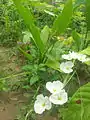 Maxican Sword-Plant Flowers in Bangladesh