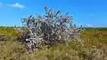 Silver buttonwood