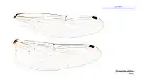 Male wings