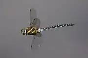 Male in flight