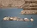 Migratory birds at Kaushalya Dam (Dec. 2015)