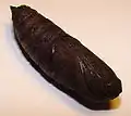 Pupa