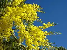 Image 22Yellow mimosa is the symbol of IWD in Italy, Russia, Ukraine and in many others ex Soviet Union republics (from International Women's Day)