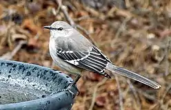 Mockingbird