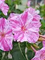 Pink and white