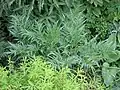 Deep green foliage of high Summer (cultivated plant)