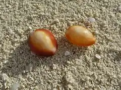 Monetaria caputserpentis stranded on the beach.