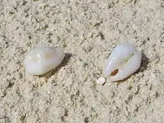 Monetaria moneta