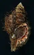 Apertural view of Monoplex parthenopeus echo (Kuroda & Habe in Kira, 1961) with operculum and periostracum attached