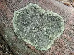 Dimelaena oreina