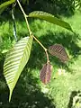 Emergent leaves