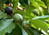 Fruits