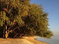 Magalawa Island