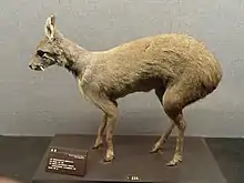 Dwarf musk deer