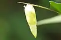 Pupa