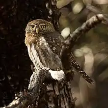 A small bird perched on a limb of a tree. It has predominantly brown feathers, with white spots on its head and back, while its chest is mostly white. Its eyes are round and yellow, and its beak is short and curved downward.