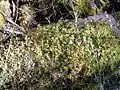 Mossy ground near the Imlay Mallee