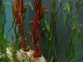 Seahorses