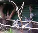 Mother and baby koalas