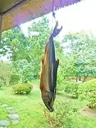 Salmon in Murakami