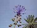 Clear flower view, Djerba island, Tunisia