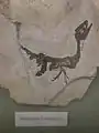 Scipionyx samniticus