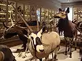 A room in the museum.