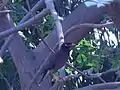 Myna (Acridotheres)