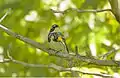 Male yellow-rumped warbler by the Equalization Pond