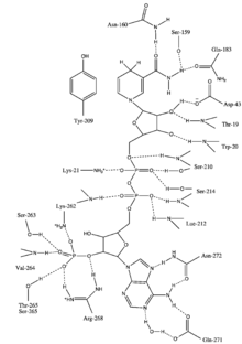 pathway alt text