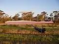 The harness attached to the glider when it is tethered nose down and into wind