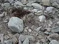 A black-fronted tern nest.