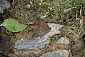 Nabokov's Satyr (Cyllopsis pyracmon) in Huachuca Canyon