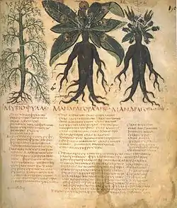Image 33Mandrake (written 'ΜΑΝΔΡΑΓΟΡΑ' in Greek capitals). Naples Dioscurides, 7th century (from History of medicine)