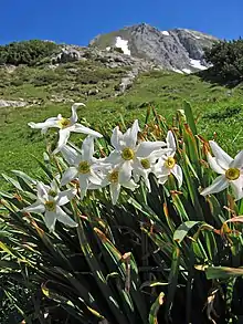 Near Admonter Haus, Styria, Austria (~1750 m)