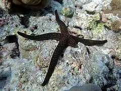 Nardoa galatheae