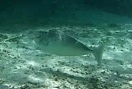 Humpnose unicornfish (Naso tuberosus)