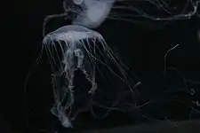 Moon Jellyfish.