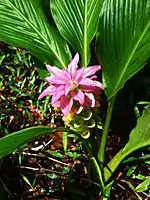 Wild turmeric, Australia